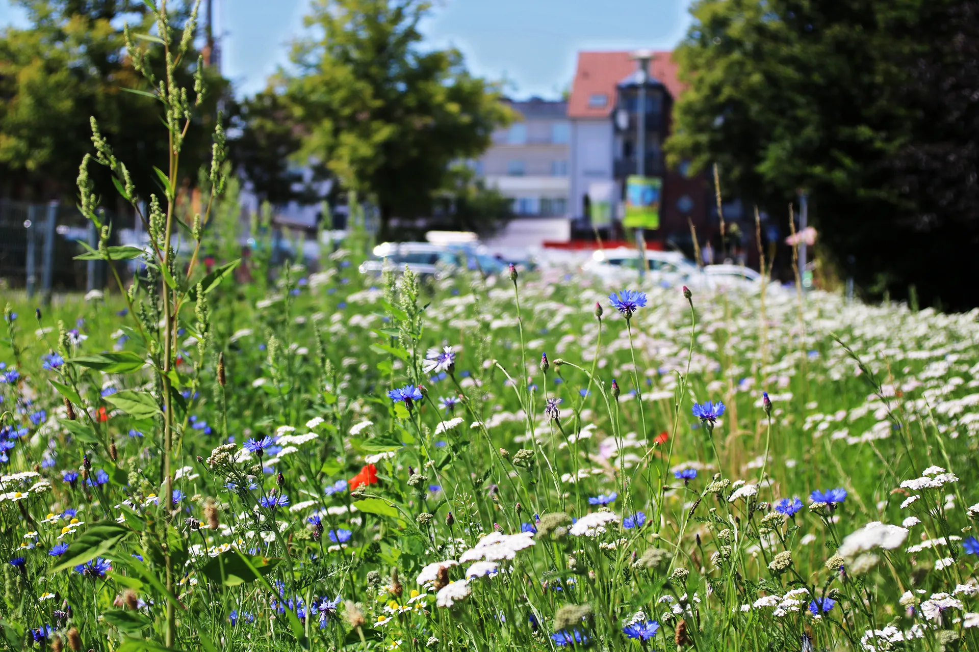GMH_2020_Banner_Umwelt_und_Natur